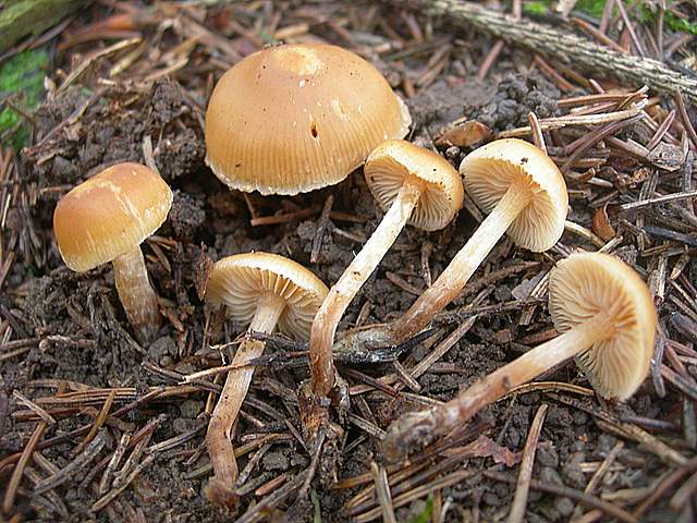 Prima  dell�era  glaciale